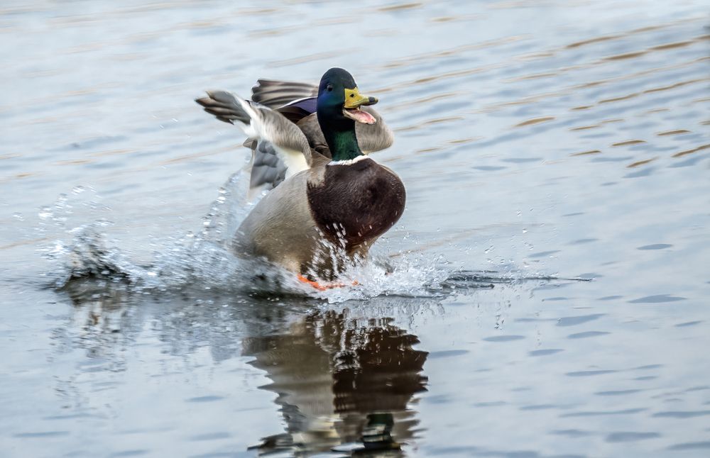 "Ente - nein, nicht süßsauer" - jetzt nur die Normalaufnahme