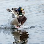 "Ente - nein, nicht süßsauer" - jetzt nur die Normalaufnahme