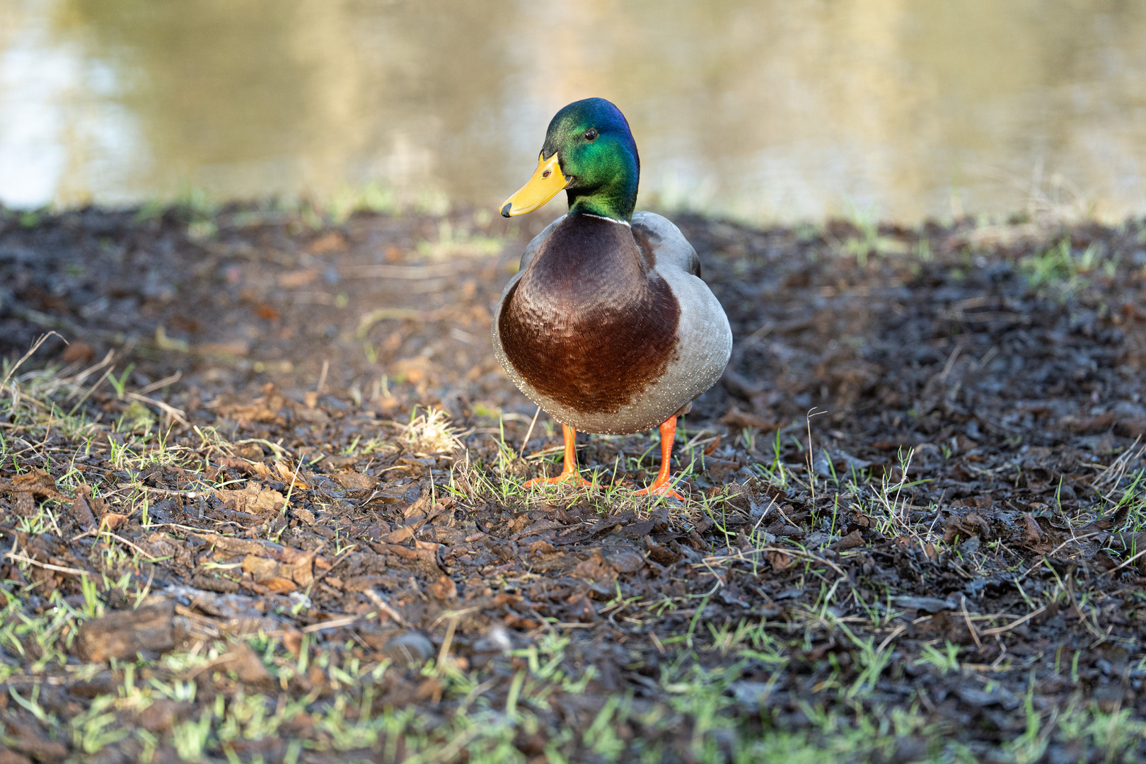 Ente nimmt ein Sonnenbad