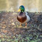 Ente nimmt ein Sonnenbad