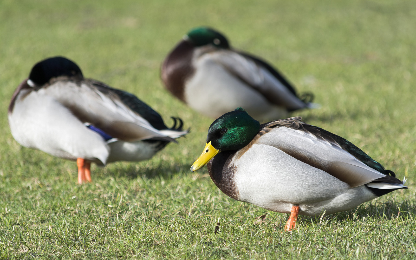 Ente Nr. 2