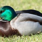 Ente Nr. 3