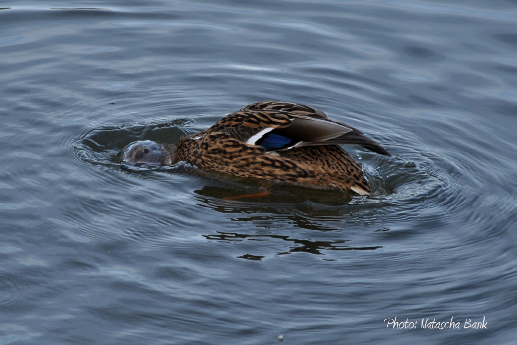 Ente - Obersee in Bielefeld