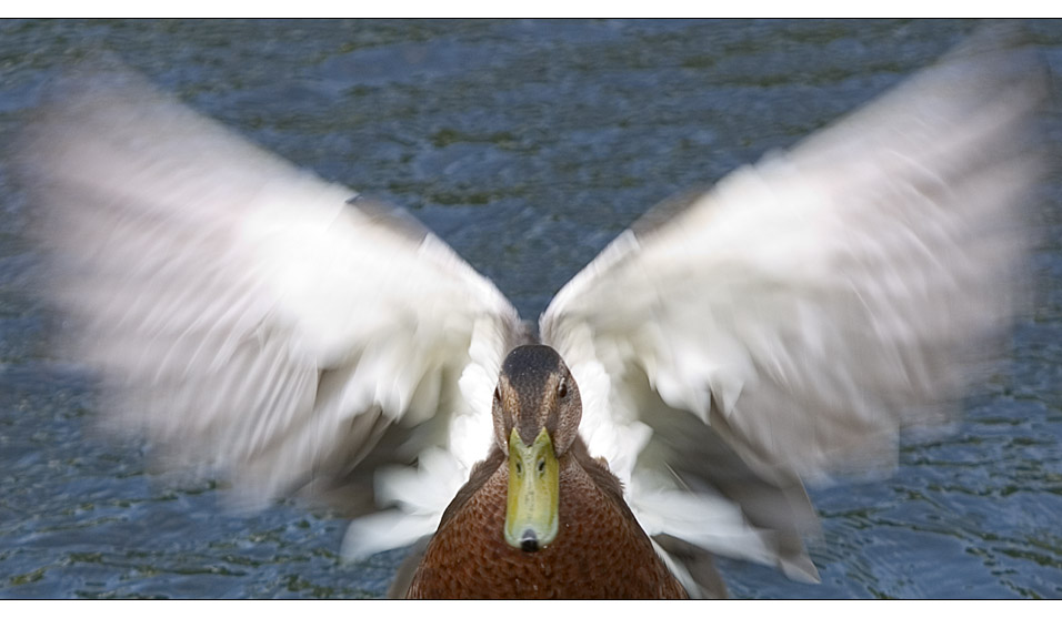 Ente oder Engel