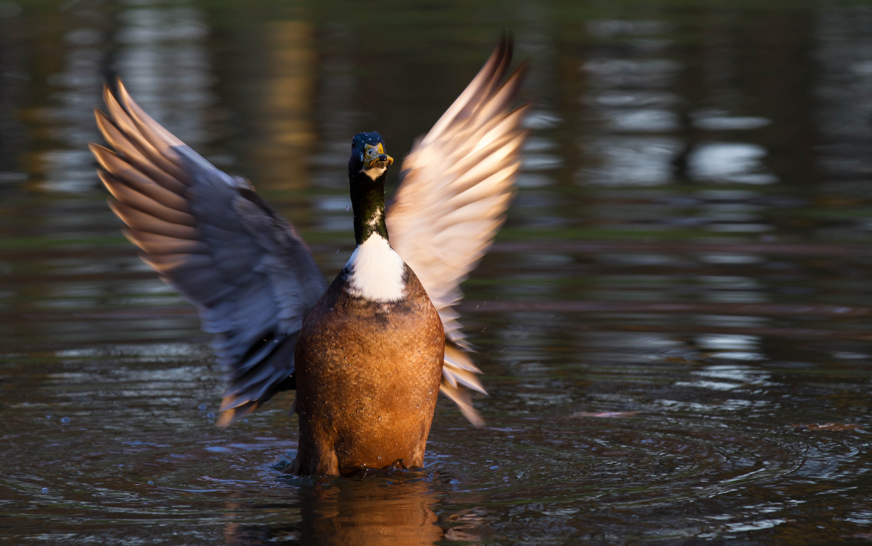 Ente oder Engel ?