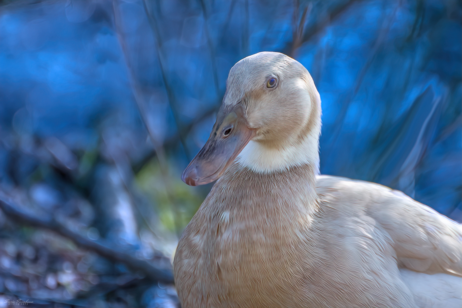 Ente oder Gans?