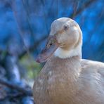 Ente oder Gans?