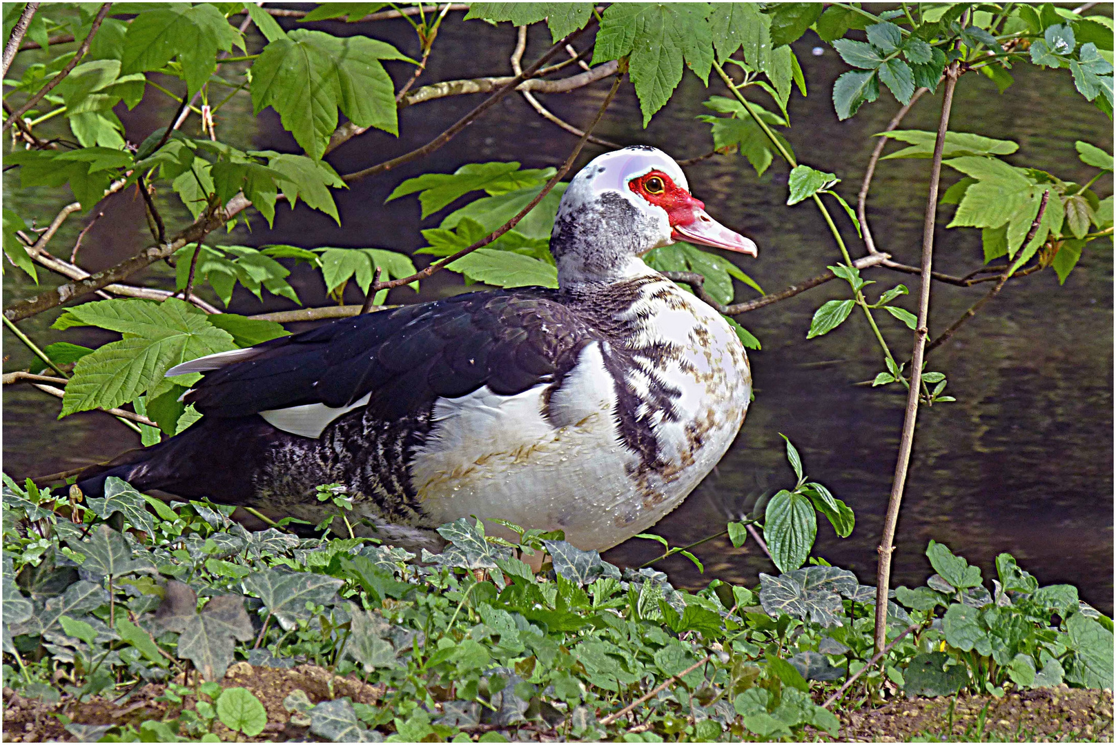 Ente oder Gans am Teich bei der Abtei Rommersdorf