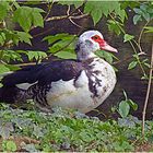 Ente oder Gans am Teich bei der Abtei Rommersdorf