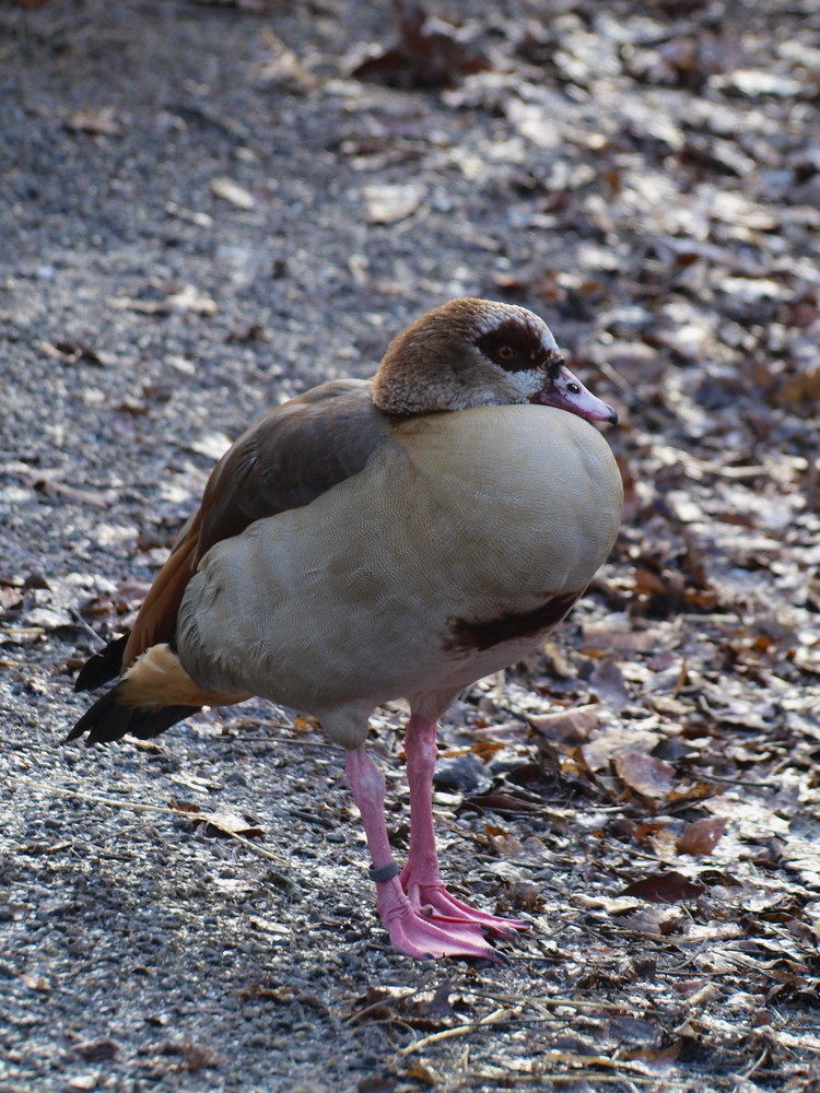 Ente oder Gans im Wildpark