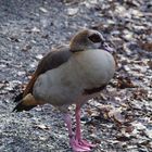 Ente oder Gans im Wildpark