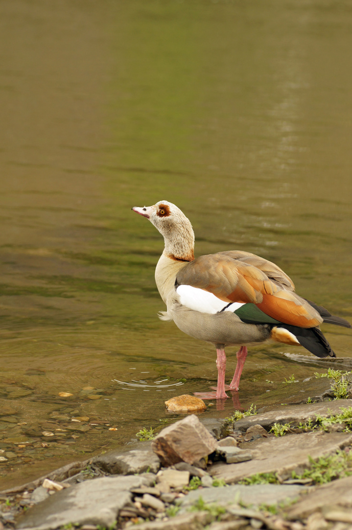 Ente, oder wie heisst das ???