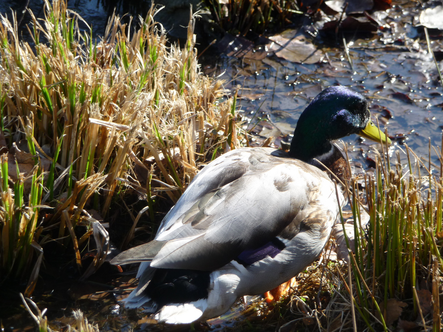 Ente ohne Namen