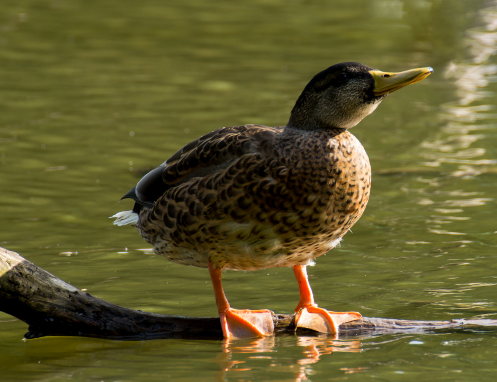 Ente ohne Titel