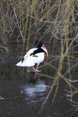 Ente On Ice