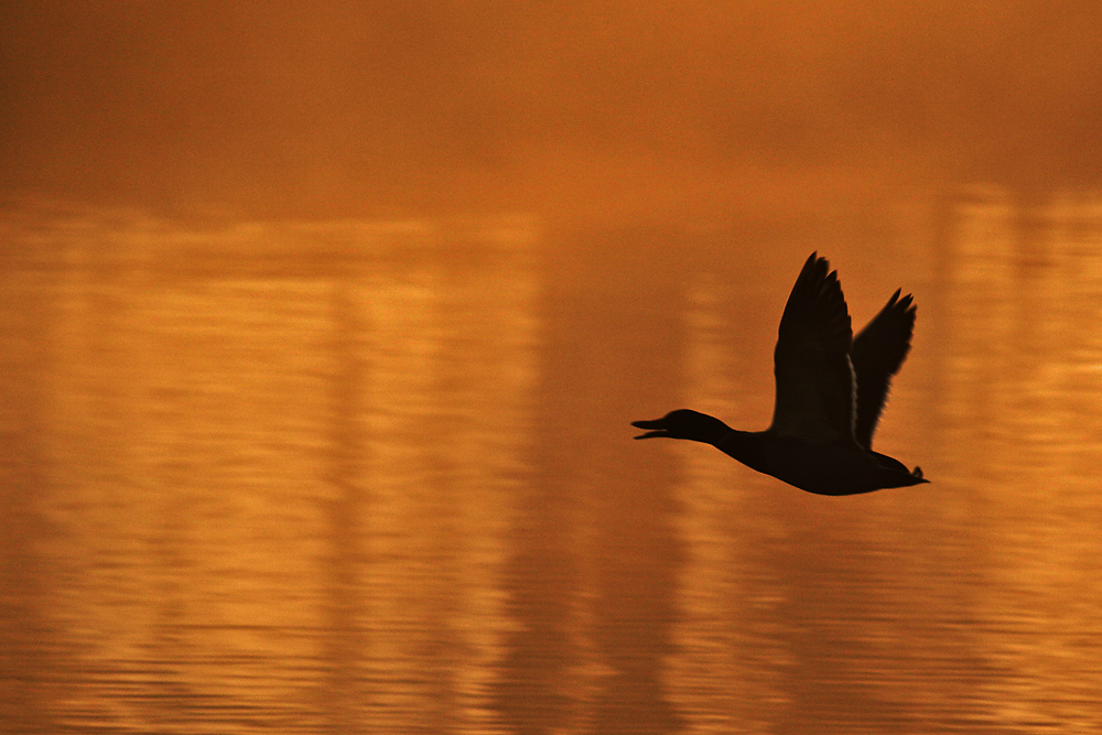 "Ente orange"