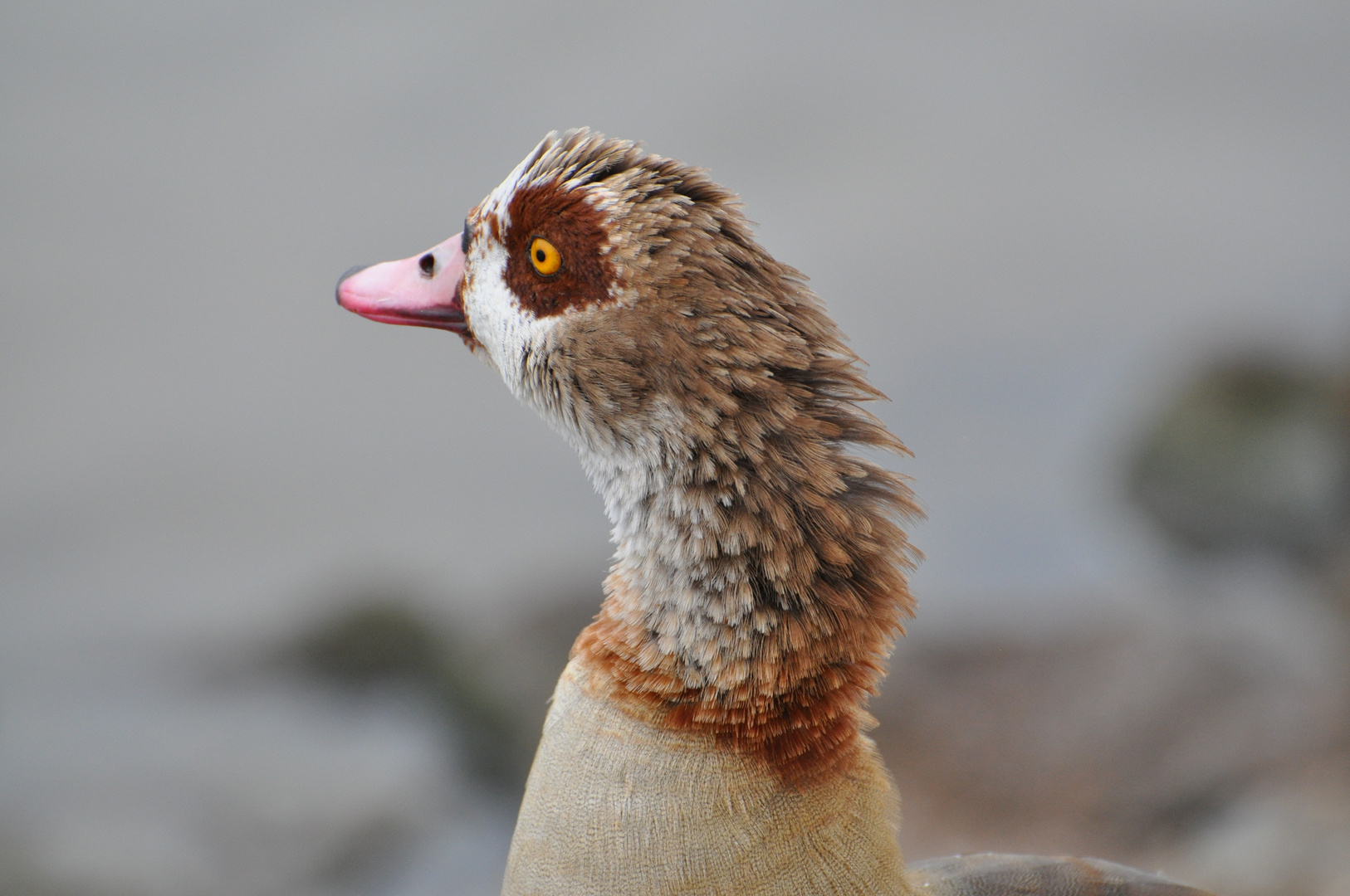 Ente ? Portrait