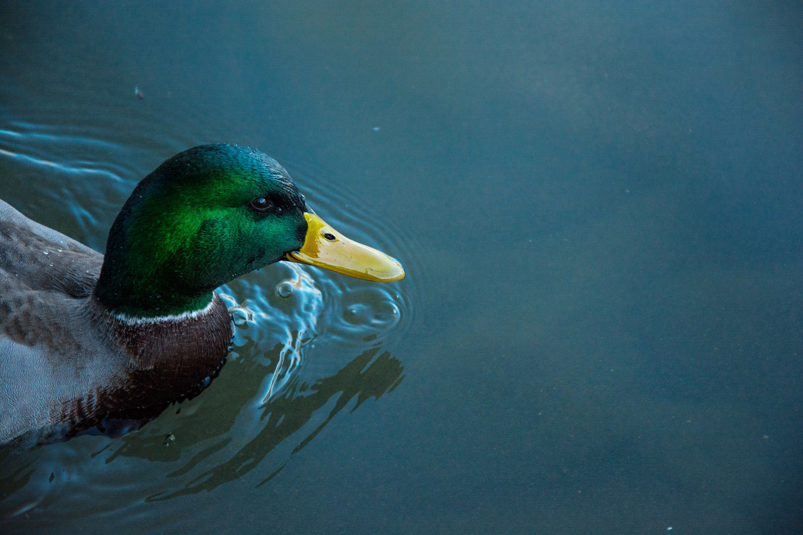 Ente Portrait