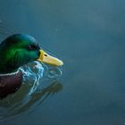 Ente Portrait