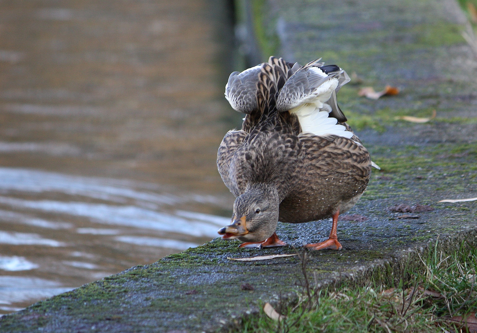 Ente reckt sich