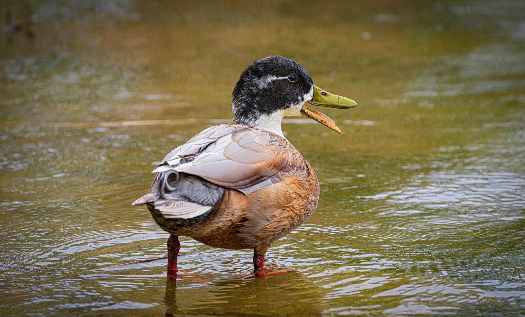 Ente reißt die Klappe auf...