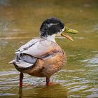 Ente reißt die Klappe auf...