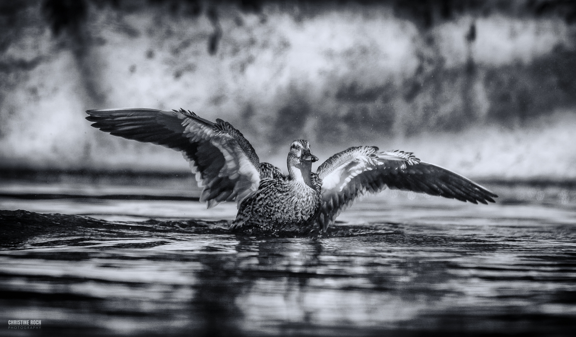 Ente rettet sich vor Flusspferd