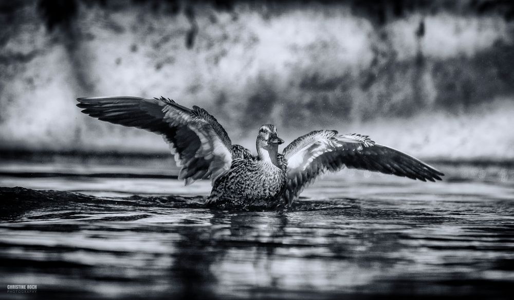 Ente rettet sich vor Flusspferd