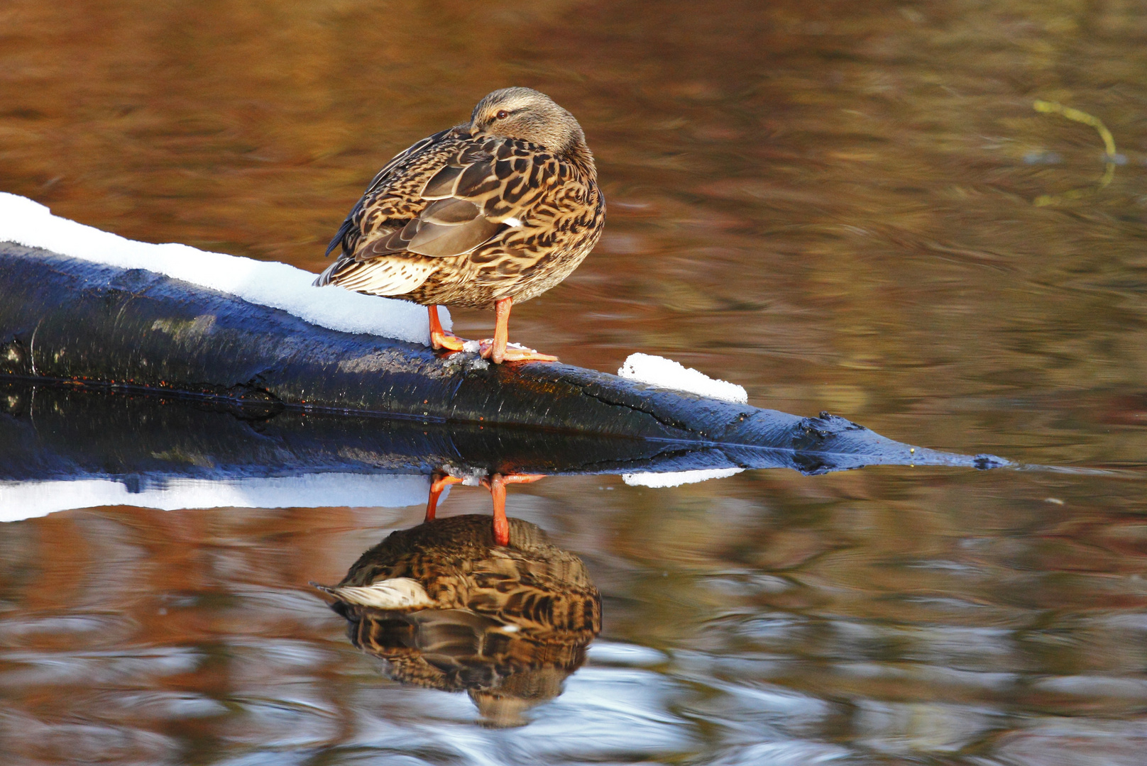 Ente ruht auf einem Baumstamm