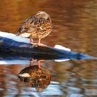 Ente ruht auf einem Baumstamm