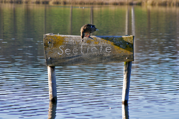 Ente schätzt Seetiefe ab