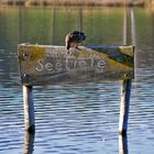 Ente schätzt Seetiefe ab