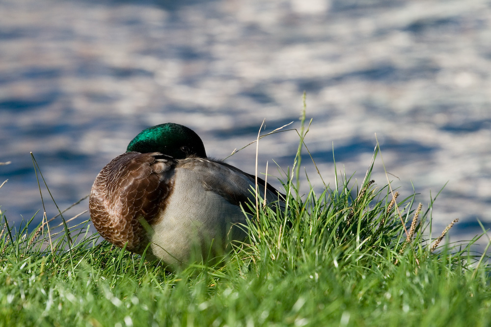 Ente, schlafend. Zumindest fast.