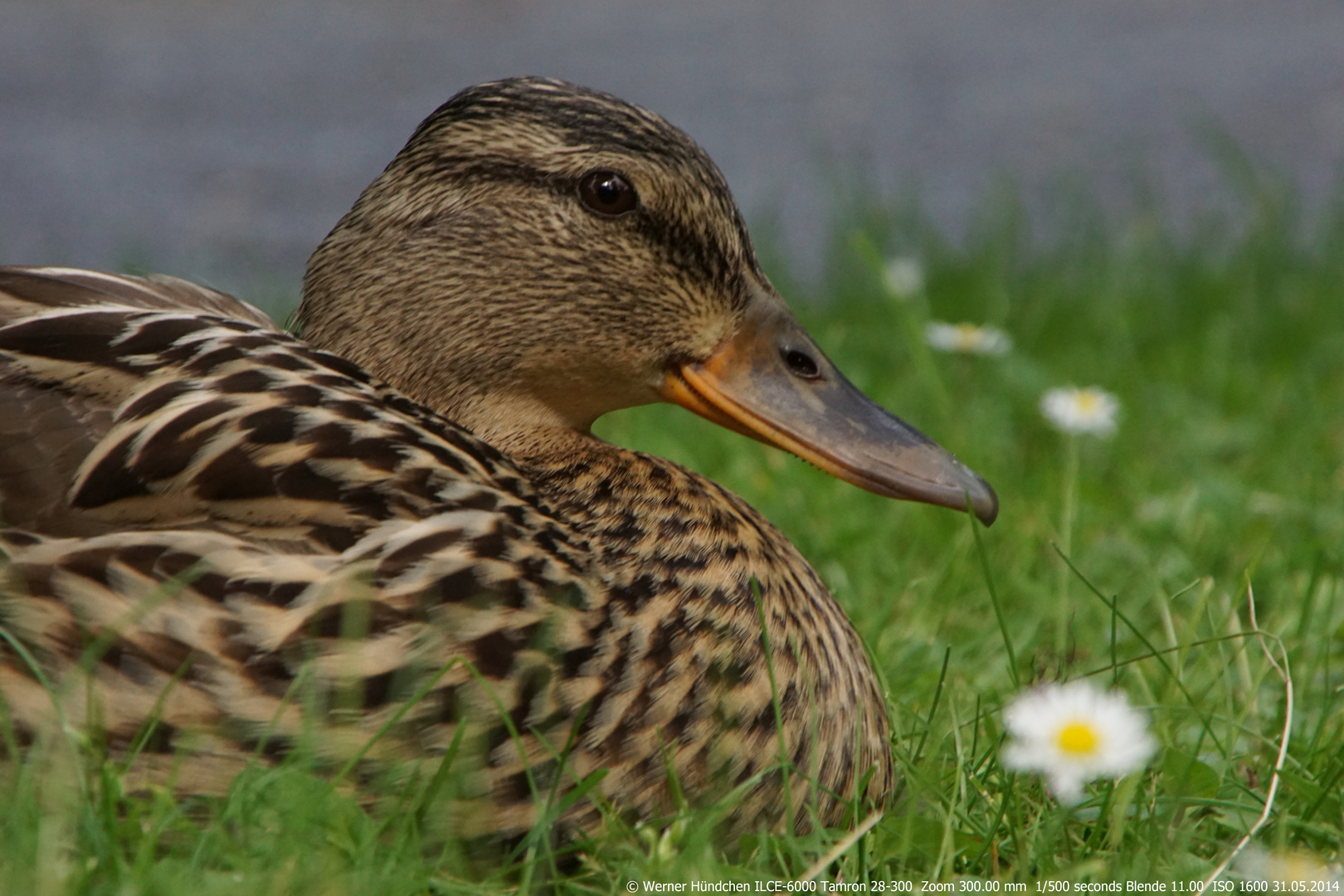 Ente Schloss Wickrath 2