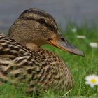 Ente Schloss Wickrath 2