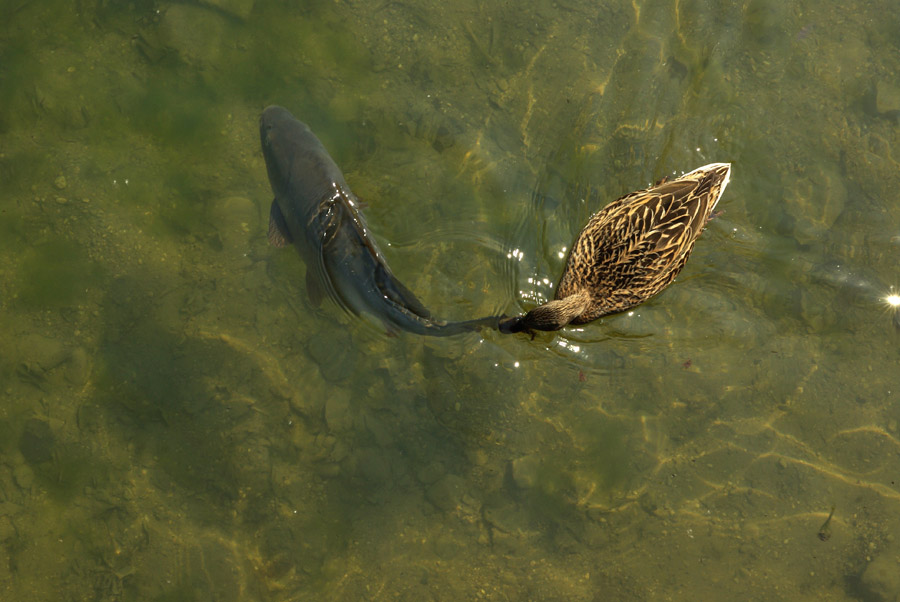 Ente schnappt Karpfen