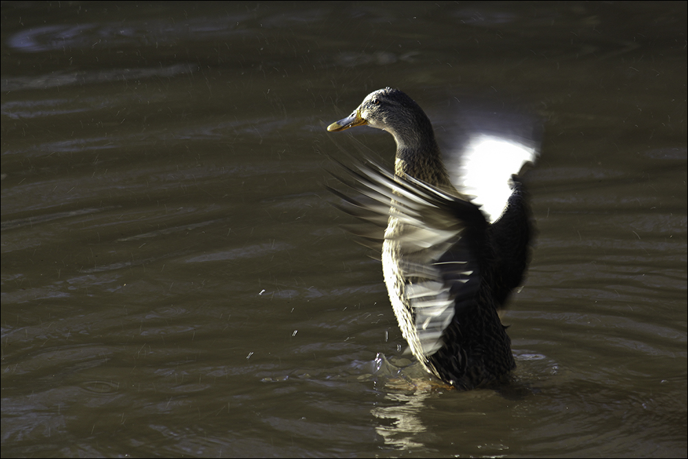 Ente schnell erwischt... (Reload)