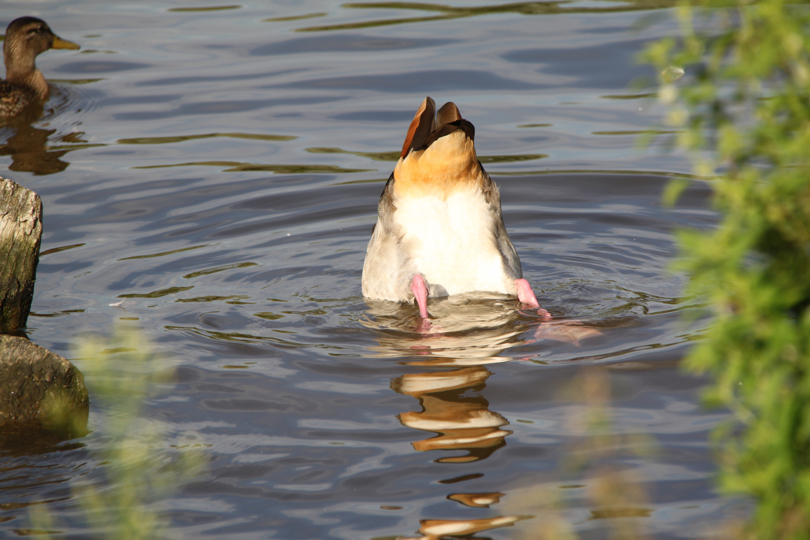 Ente "Schwänzchen in die Höh"