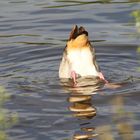 Ente "Schwänzchen in die Höh"