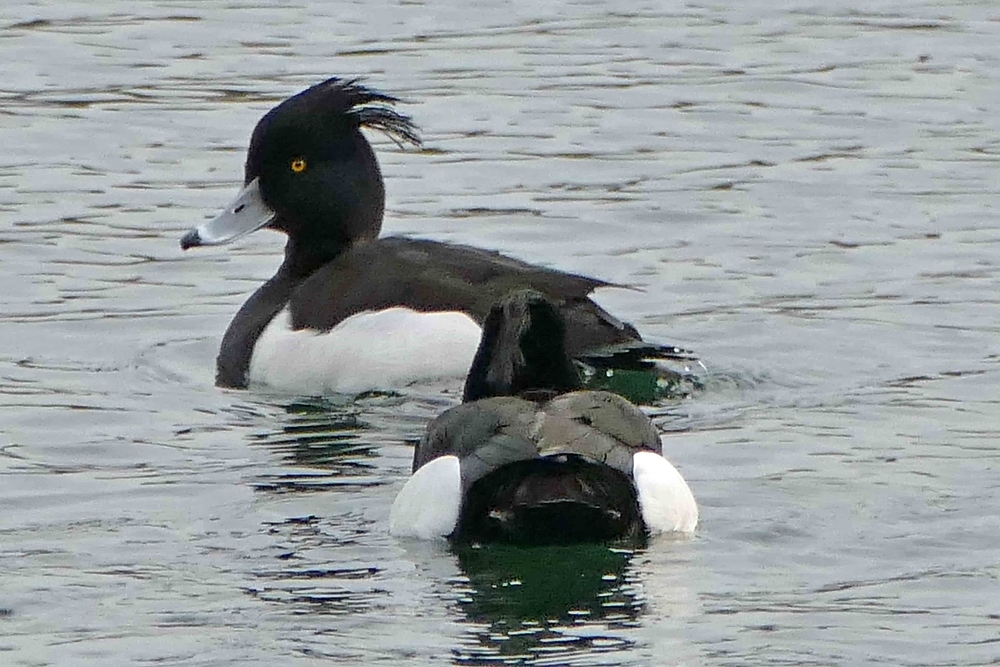 Ente schwarz/weiß