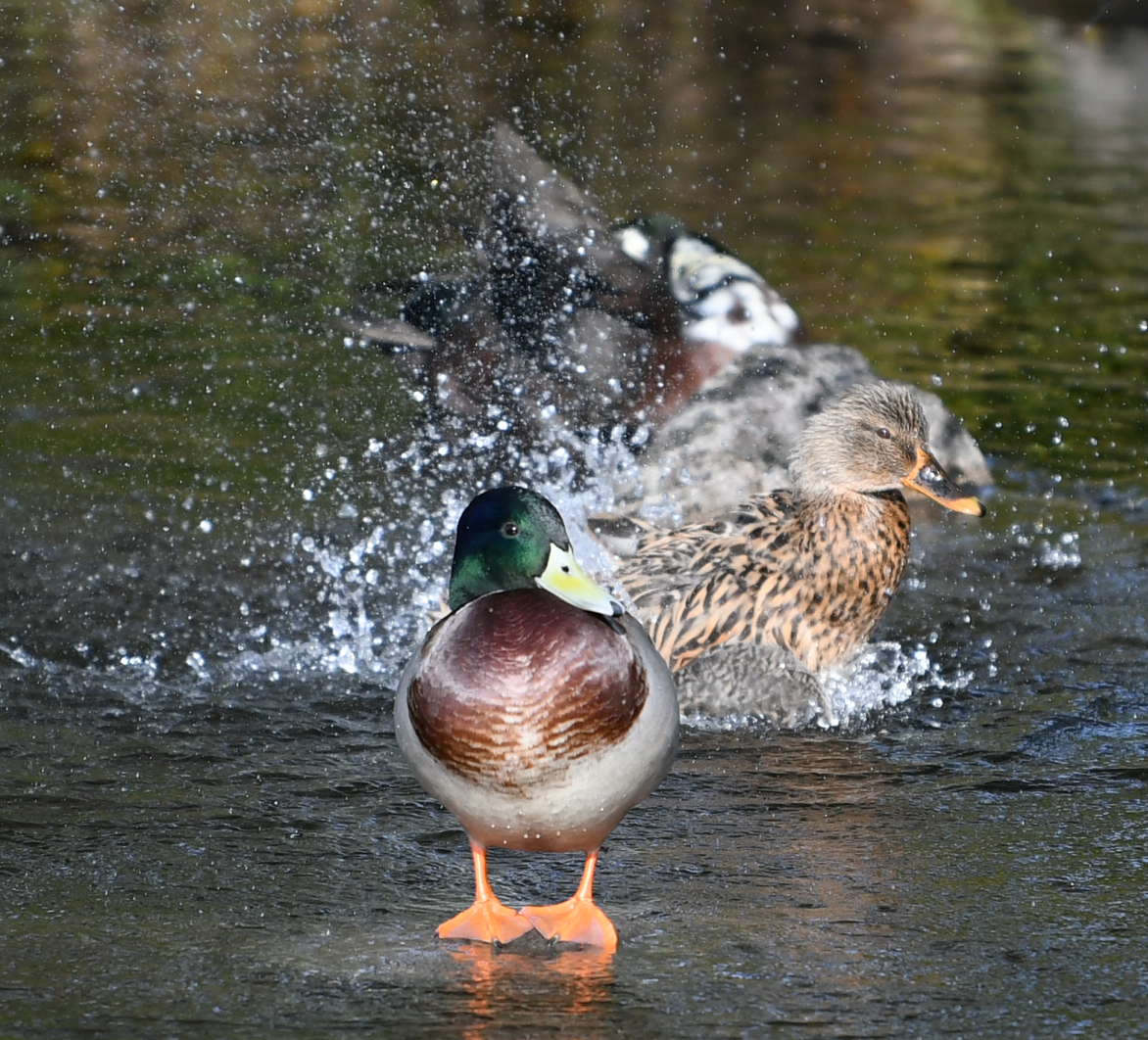 Ente (schwebt übers Wasser)