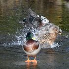 Ente (schwebt übers Wasser)