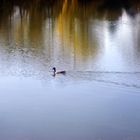 Ente schwimmt auf dem Cappenberger See