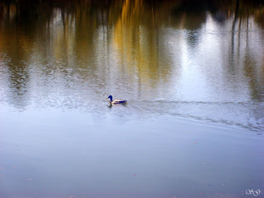 Ente schwimmt auf dem Cappenberger See