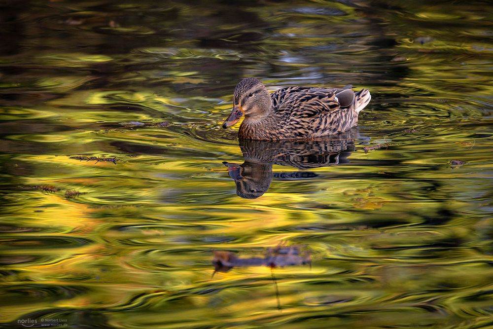 Ente schwimmt auf dem Wasser