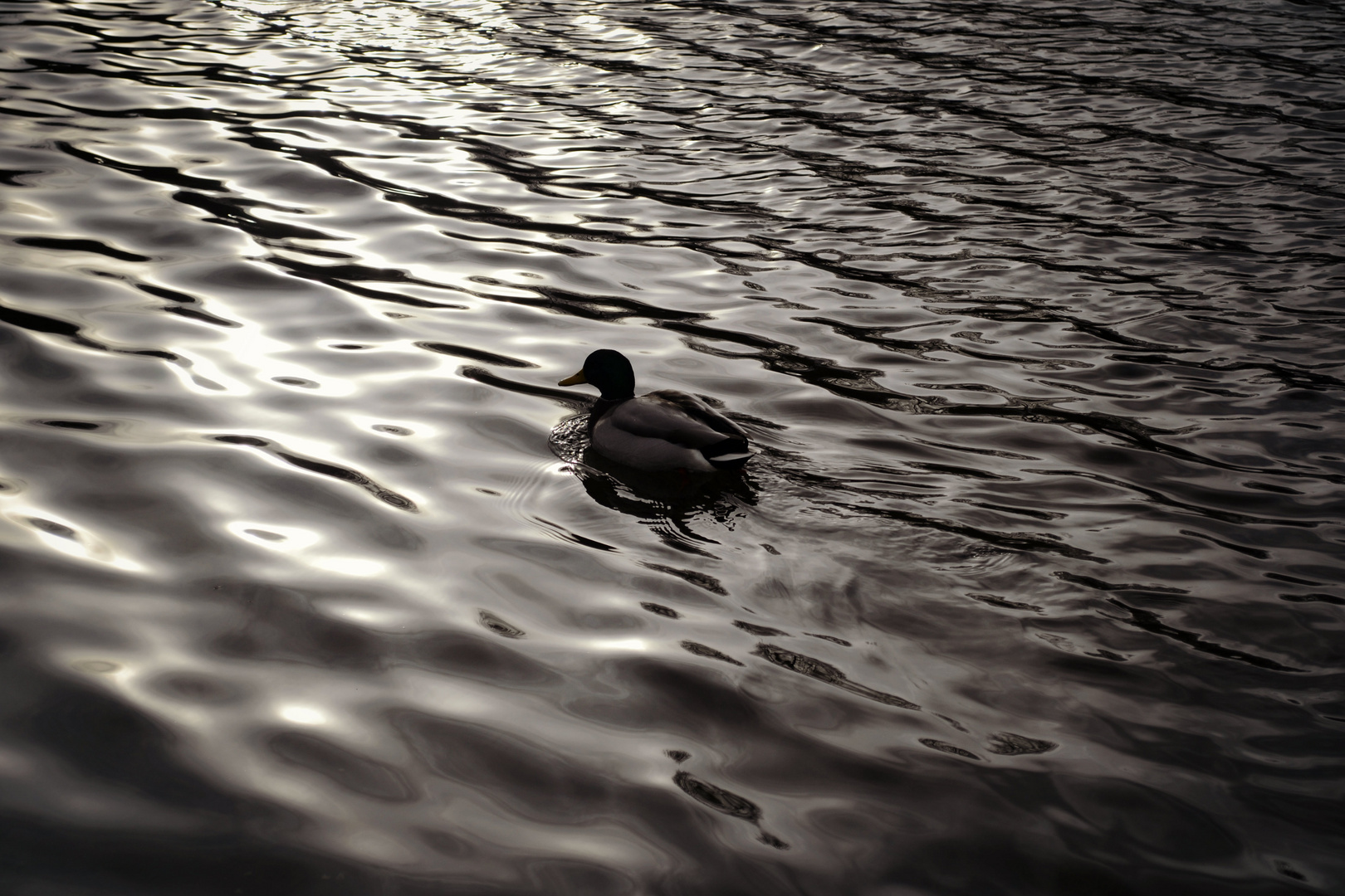 Ente schwimmt dem Sonnenuntergang entgegen