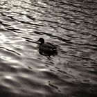 Ente schwimmt dem Sonnenuntergang entgegen