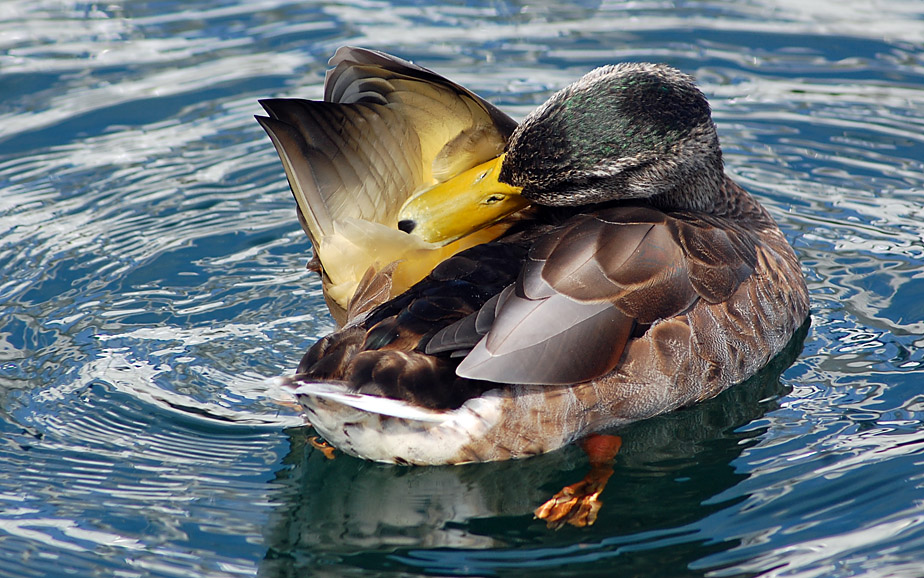 Ente, Sound of Kerrera