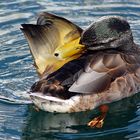 Ente, Sound of Kerrera