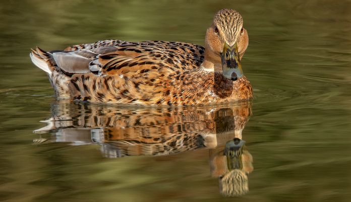 Ente Spiegelbild 005 